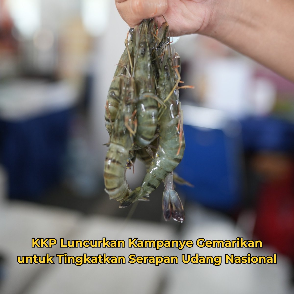 KKP terus berupaya meningkatkan serapan udang nasional melalui kampanye Gemarikan. Udang tidak hanya sebagai komoditas ekspor unggulan, tetapi sumber protein berkualitas tinggi yang dapat dikonsumsi sehari-hari oleh masyarakat Indonesia..

selengkapnya di kkp.go.id/news/news-deta…