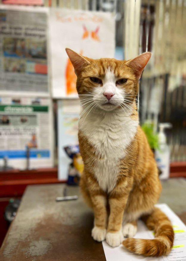 Good morning and welcome to Fish For Tea Friday

The greatest personal fulfillment comes when we contribute to improving the welfare of others.

#cats #cats #Cat #CatsOnTwitter #CatsOfTwitter