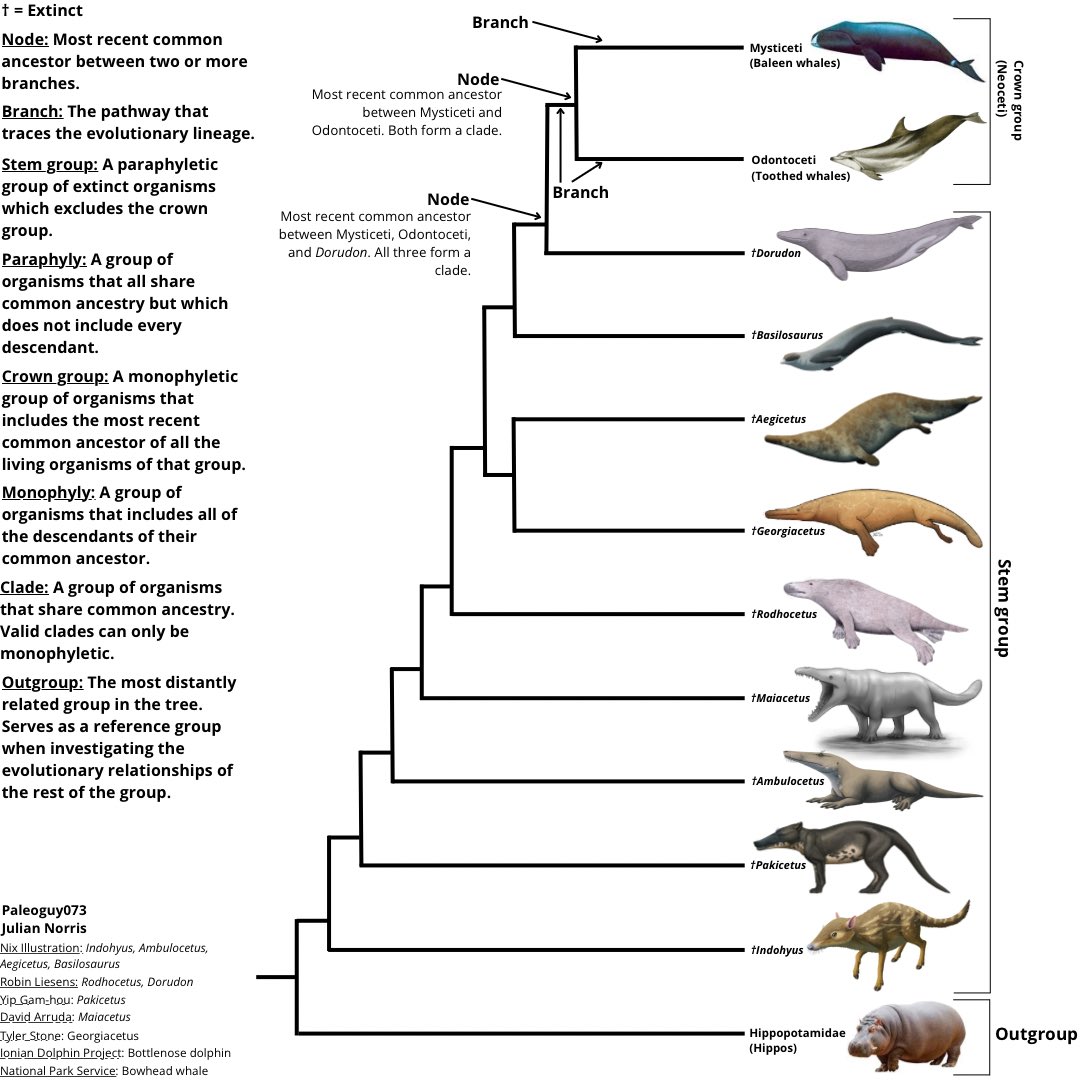 How to read a phylogenetic tree that has both extant and extinct organisms.