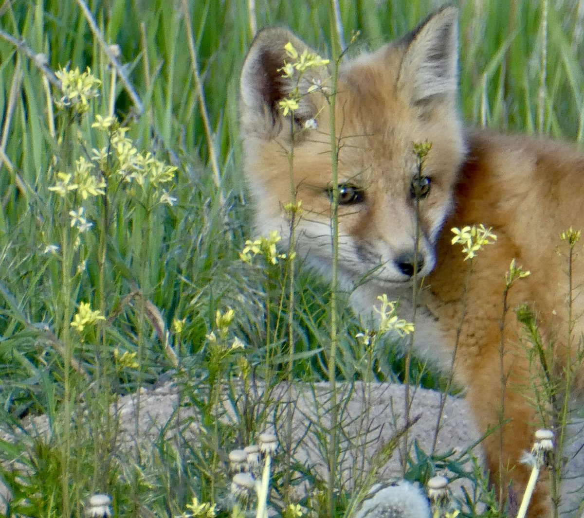 sallymauk's tweet image. Sometimes you’re just in the right place at the right time.
#foxkitbeauty