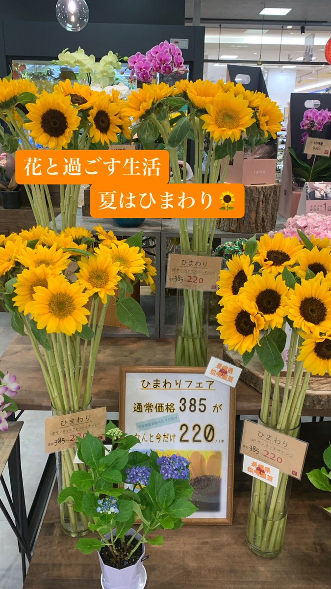 ALPHA_FLORIST's tweet photo. ひまわり🌻フェア開催中

#アルファフローリスト
#花
#花屋
#滋賀
#彦根
#ビバシティ彦根 https://t.co/POKCsBPROf