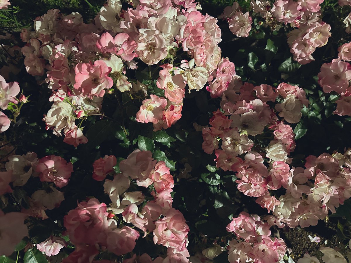 kanako_2208's tweet photo. こんにちは☀️
昨日も本指名の皆さまありがとうございました☺️最後の最後まで、お客さまに恵まれていることを実感させてくださる皆さまに感謝です🥲

明日も本指名さまよろしくお願いいたします☀️

残すところ来週のみ。
後悔のない時間にしたいと思います😌 https://t.co/l4eNydCZqP