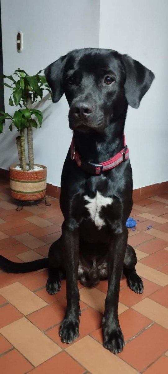 jorgepubliradio's tweet photo. Ayuda en Cali 

Toby se perdió hoy, hay una niña de 9 años desconsolada que lo espera, si saben algo informar a este número 
👇

312 7555556

También el
RT ayuda mucho https://t.co/cGaXmfd7Lm