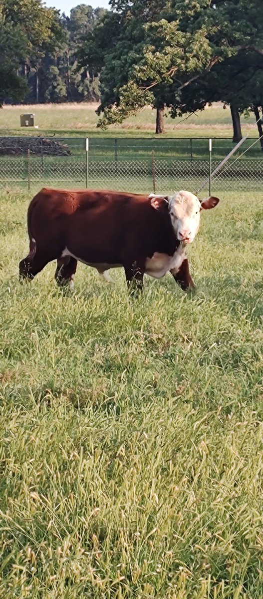 Parker Cattle tweet media