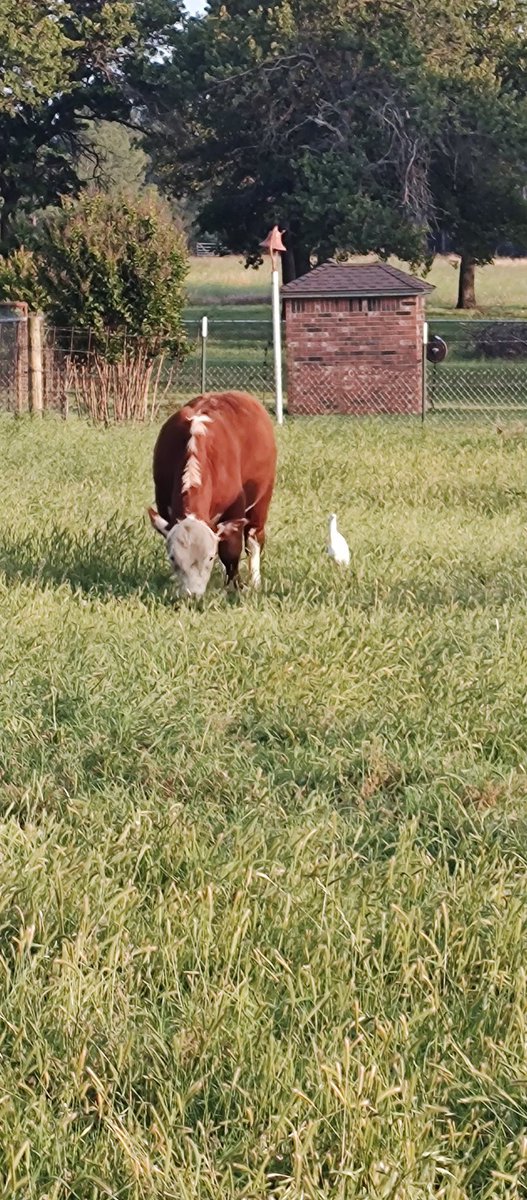 Parker Cattle tweet media