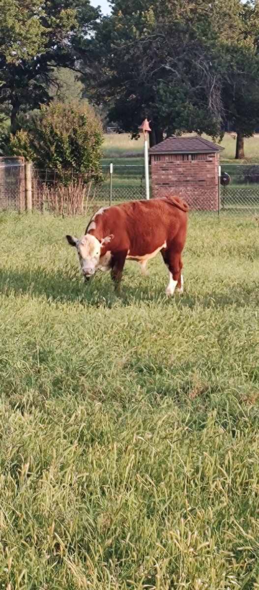 Parker Cattle tweet media