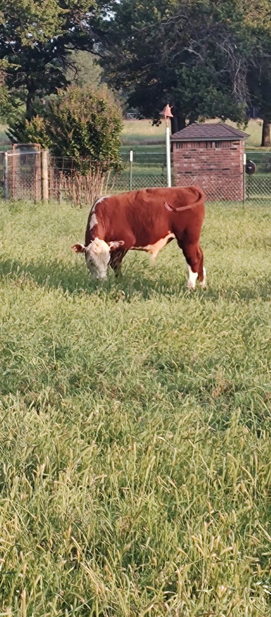 Parker Cattle tweet media