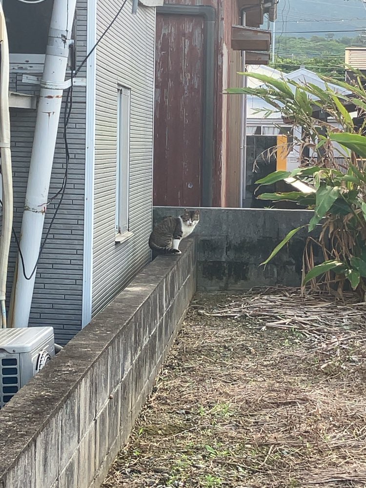 Elijah0583's tweet photo. 徳之島で見つけたにゃんこ https://t.co/lWggSQWnYD