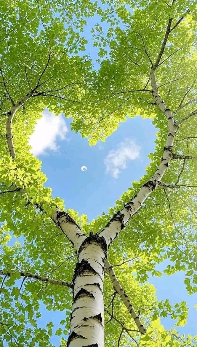 erhervy's tweet photo. Nature's love letter 💚🌳 #HeartShapedLeaves #NatureLovers https://t.co/yfCuNHa5Pt