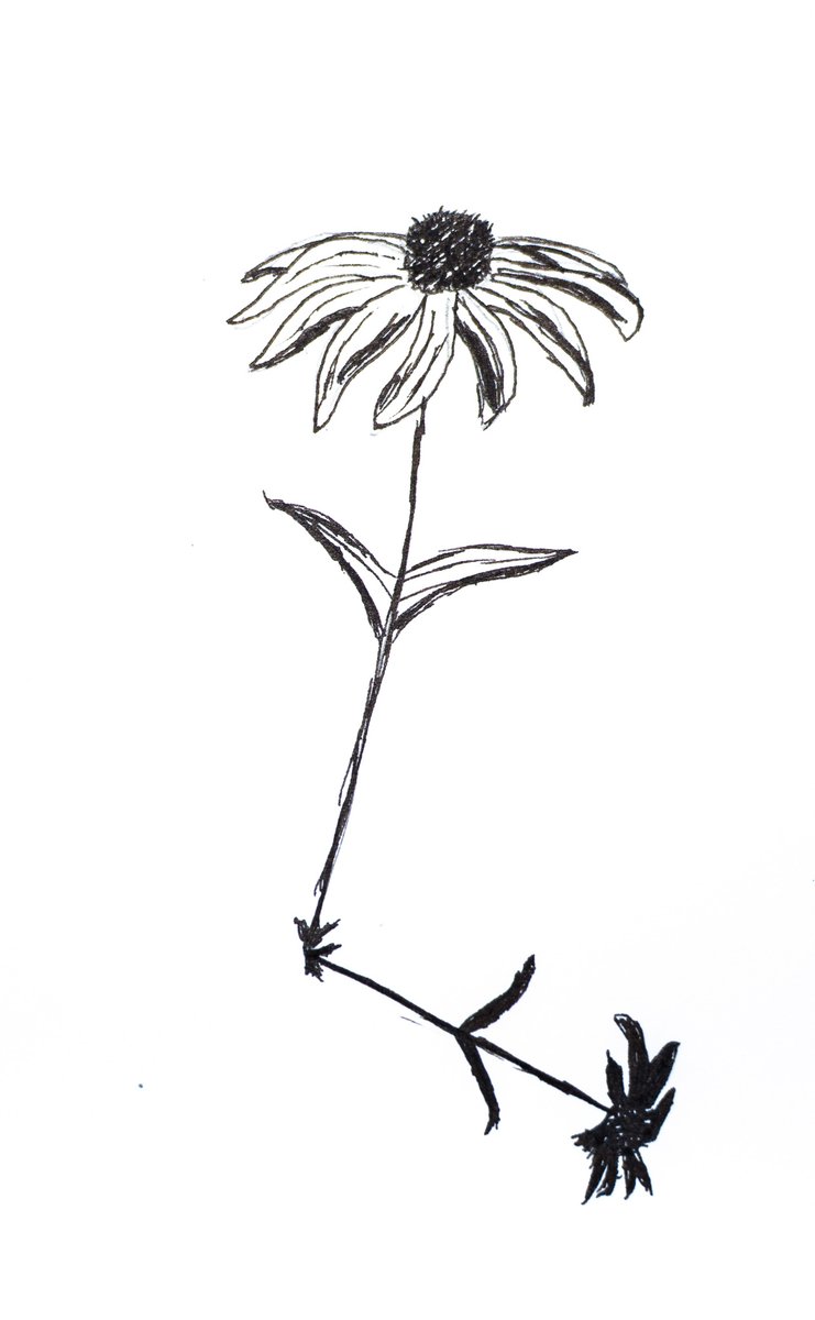 Day 1 of my new daily written series, which I'm affectionately calling my 'Mediocre Poetry' project. Happily accompanied by some definitely mediocre drawing.

#1
**Beyond the Gardeners' Plans**

i wonder if they knew,
the old man said,
looking at the black-eyed susans
reaching up