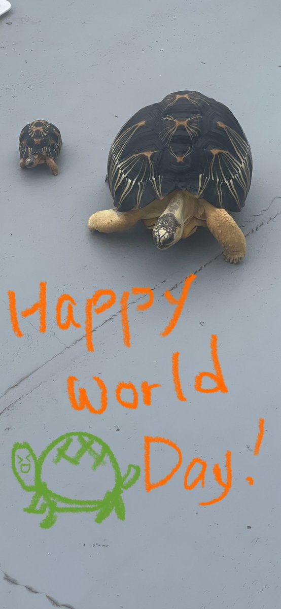 動きがシンクロしてる🤣
けっこうよくあるけど、🐢さんあるあるかな？

I wish you a Happy world Turtle Day 🐢