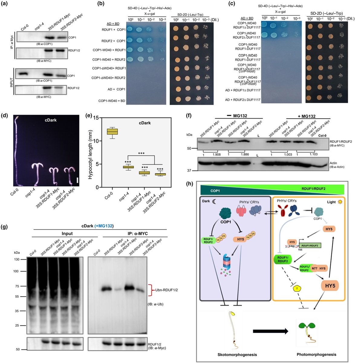 New Phytologist (@newphyt) on Twitter photo RDUF1/RDUF2 positively regulate seedling photomorphogenesis in Arabidopsis by enhancing HY5 function
Modak et al. <a href="/Plant_EnSiGnLab/">Sreeram Gangappa</a> <a href="/iiserkol/">IISER Kolkata</a>
📖 nph.onlinelibrary.wiley.com/share/KTXTFMI7… RDUF1/RDUF2 positively regulate seedling photomorphogenesis in Arabidopsis by enhancing HY5 function
Modak et al. <a href="/Plant_EnSiGnLab/">Sreeram Gangappa</a> <a href="/iiserkol/">IISER Kolkata</a>
📖 nph.onlinelibrary.wiley.com/share/KTXTFMI7…