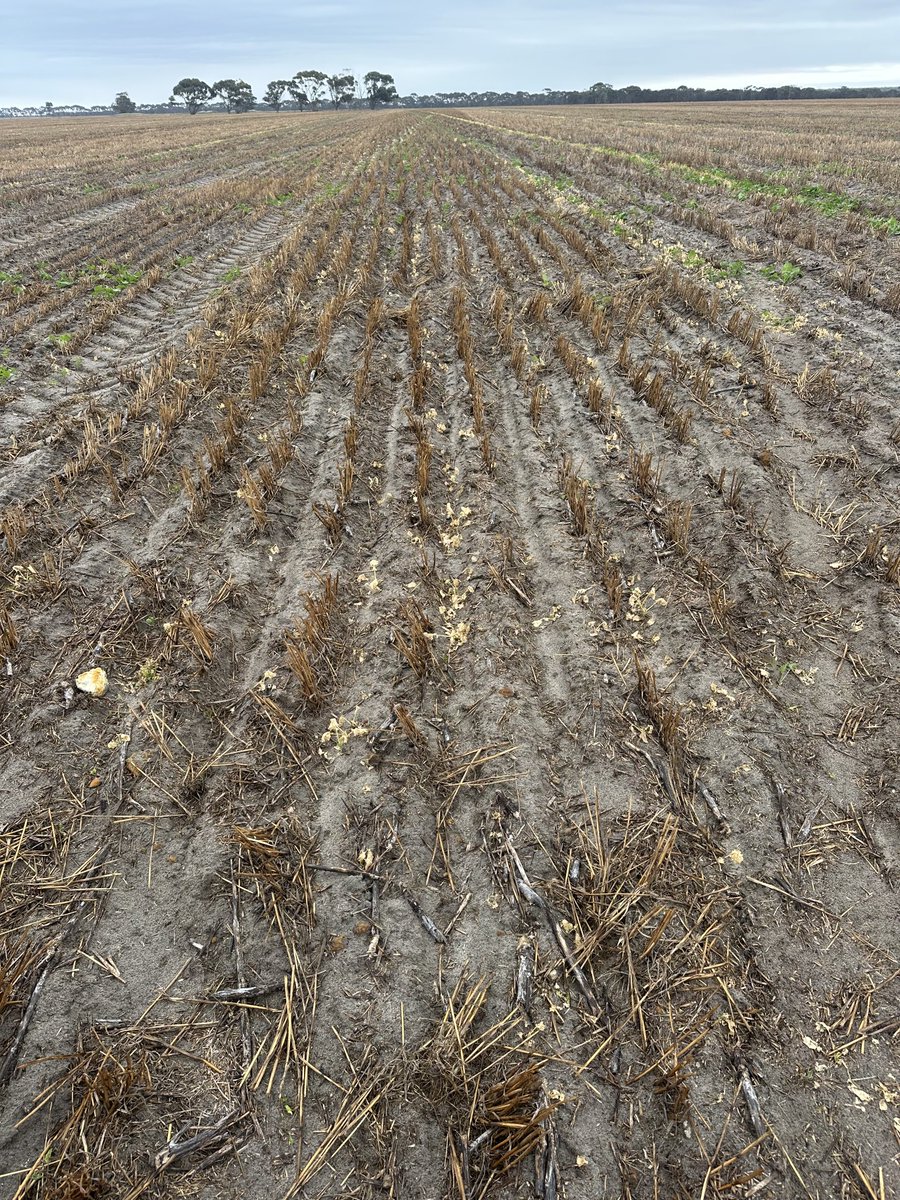nig_michael's tweet photo. For those who’ve seen inversion damage this seems like the only consistent answer to me, whole groups of plants dying with those around unaffected, worse on low wheeltracks, chafflines seem worse but possibly have intolerant canola to gluphosiinate. Establishment not great either https://t.co/kyhg0uq5ys