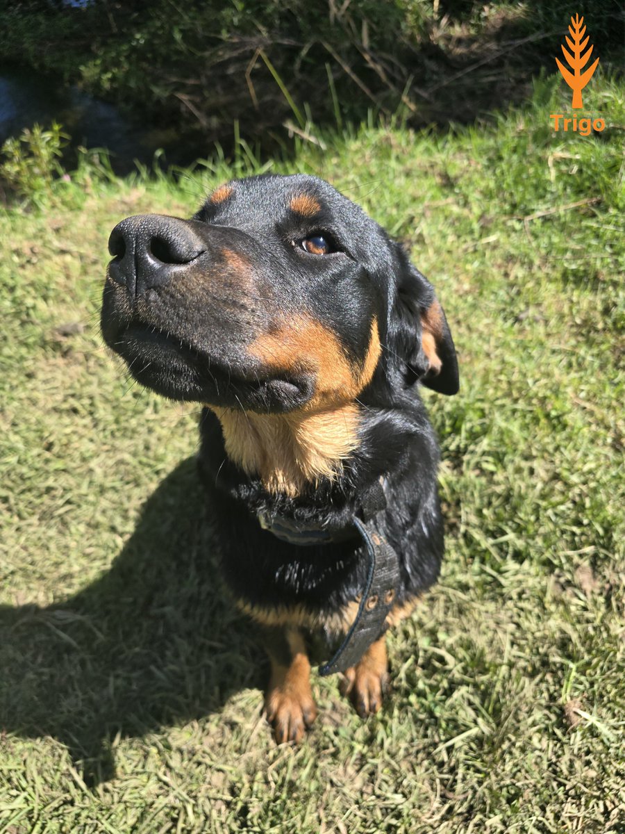 TrigopolisHQ's tweet photo. Hey Farmers, meet Rex 🐶. One of our loyal guardians at the farm.

#Tokenized #RWA #Web3 #DairyCow #LiveStock https://t.co/ELesmGlVxO