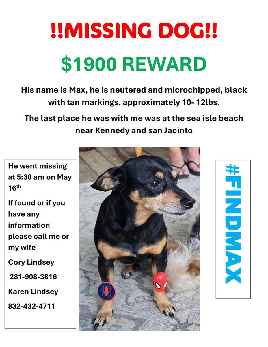 lilaubiegirl's tweet photo. #dogsofX #findmax hewwo peeps! If any fur in Galveston has seen max, please, PLEASE help get him back to his famwy. They reawwy miss him. Fanks yoo https://t.co/YbSp0MuSyT