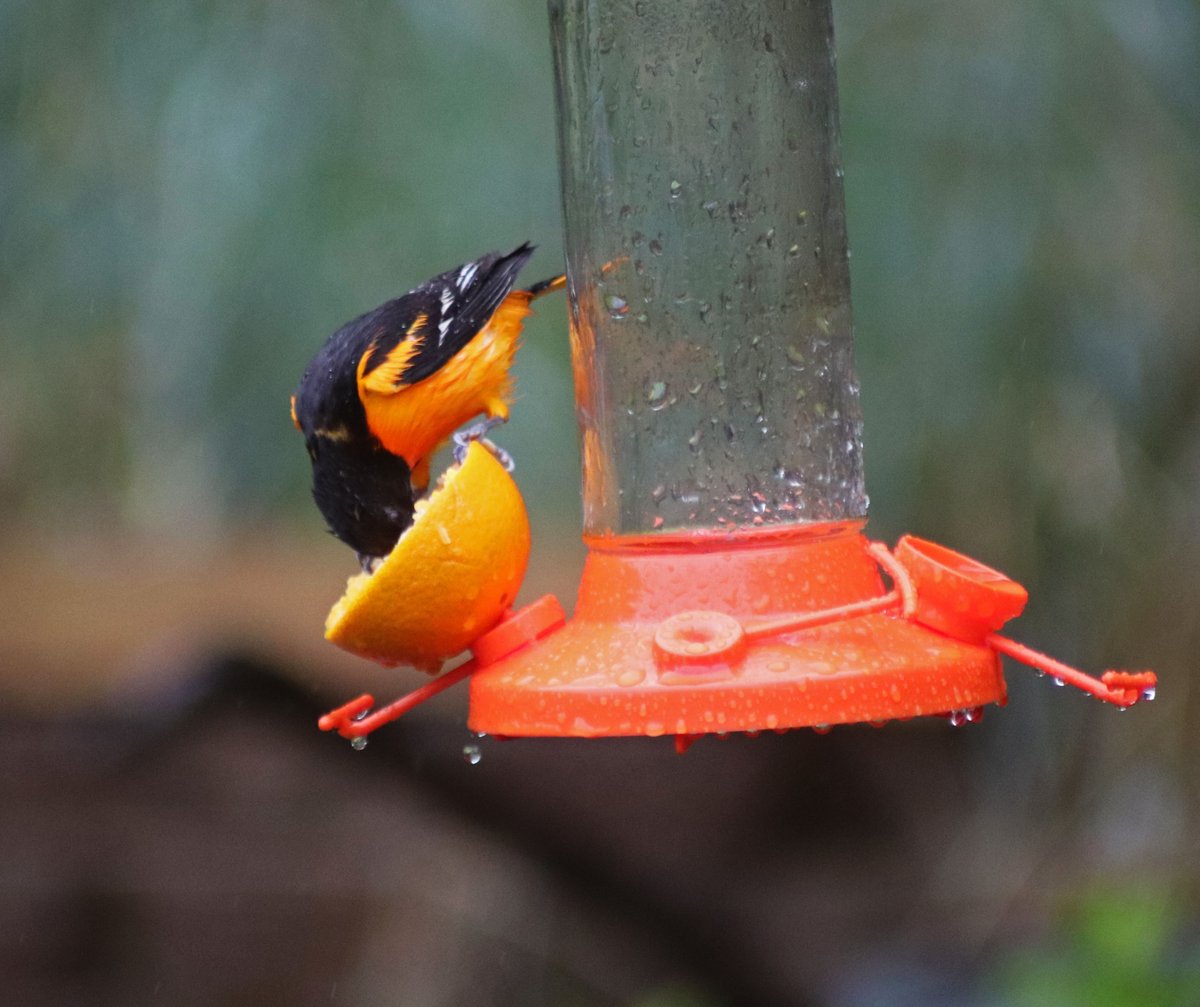 On a rainy day orange juice can lift the spirits. #weather #WeatherForecast