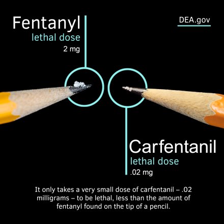 Carfentanil is a synthetic opioid 100x stronger than fentanyl. A nearly microscopic amount can be deadly in humans. #DEA San Francisco Division has seized this dangerous drug. #OnePillCanKill dea.gov/stories/2025/2…