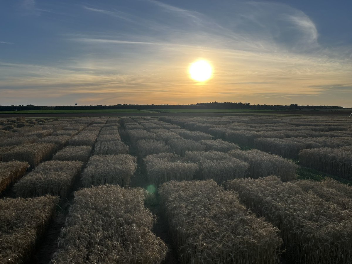 bearded_wheat's tweet photo. Another good day in Plains Georgia. High yields and the wind kept the gnats away. https://t.co/llvGfS2Wn0