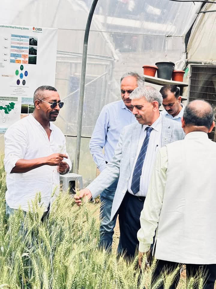 ICAR- Indian Institute of Wheat & Barley Research (@icariiwbr) on Twitter photo Delegation to ICARDA, Morocco under the leadership of DDG (CS) <a href="/icarindia/">Indian Council of Agricultural Research.</a> along with Dr GP singh <a href="/INbpgr/">ICAR-NBPGR</a> Dr Tripathi, PC Rabi pulse, Dr S K Pradhan, ADG FFC and Dr R S Chokar <a href="/IcarIiwbr/">ICAR- Indian Institute of Wheat & Barley Research</a> for enhancing collaboration between ICAR and <a href="/ICARDA/">ICARDA</a>. Delegation to ICARDA, Morocco under the leadership of DDG (CS) <a href="/icarindia/">Indian Council of Agricultural Research.</a> along with Dr GP singh <a href="/INbpgr/">ICAR-NBPGR</a> Dr Tripathi, PC Rabi pulse, Dr S K Pradhan, ADG FFC and Dr R S Chokar <a href="/IcarIiwbr/">ICAR- Indian Institute of Wheat & Barley Research</a> for enhancing collaboration between ICAR and <a href="/ICARDA/">ICARDA</a>.