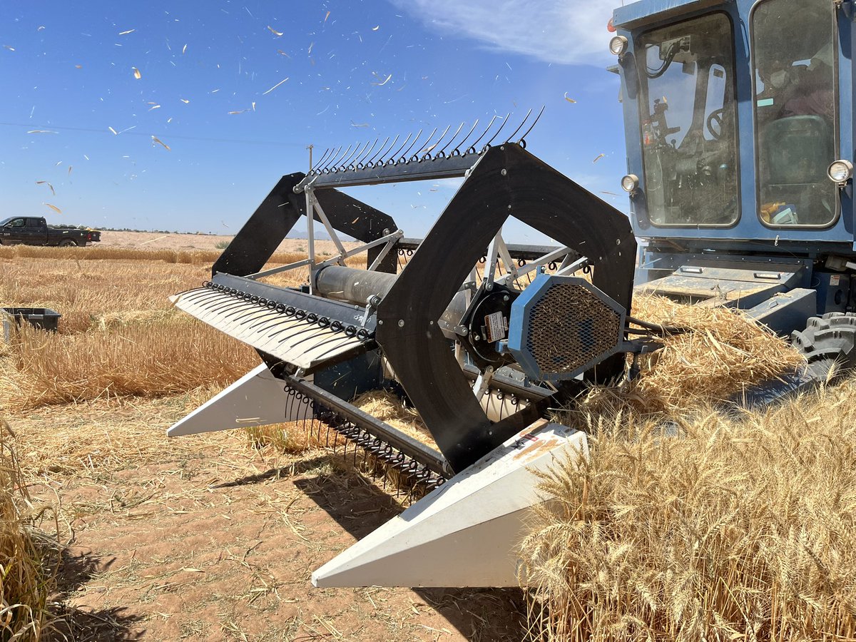 avikm90's tweet photo. Harvesting of our Small Grain Variety Testing Trial at Maricopa Ag Center using Almaco Small Plot Combine Harvester from USDA-Arid Land Agricultural Research Center.
Thanks to @ArizonaGrain for the support. https://t.co/kvJRS9l0tR