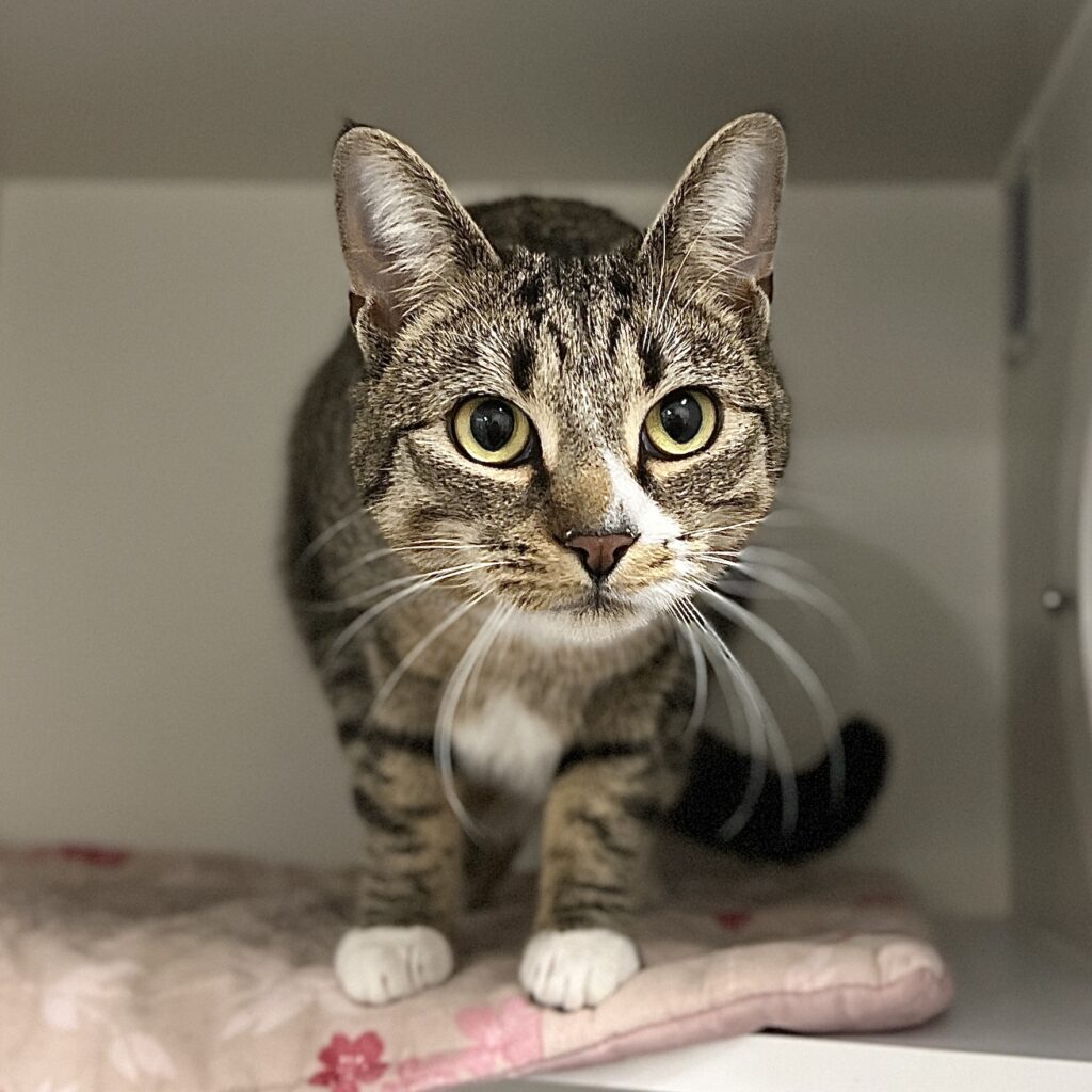 Emelia has now spent more than 100 days waiting for her forever home.
Unfortunately, this two-year-old kitty was unable to get along with other cats in her previous family so the heart-breaking decision was made to surrender Emelia to our adoption centre.
For this reason, she has