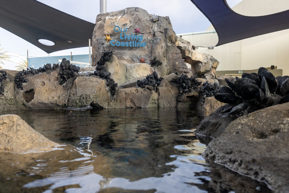 AquariumPacific's tweet photo. NEW EXHIBIT ALERT! ✨ Our Living Coastline ✨ is our new outdoor touchpool experience. Stop by California Terrace to learn about sea stars from educational staff, while marveling at other tidepool creatures such as sea urchins and sea anemones. ⭐️ https://t.co/uOEzDRBQRy