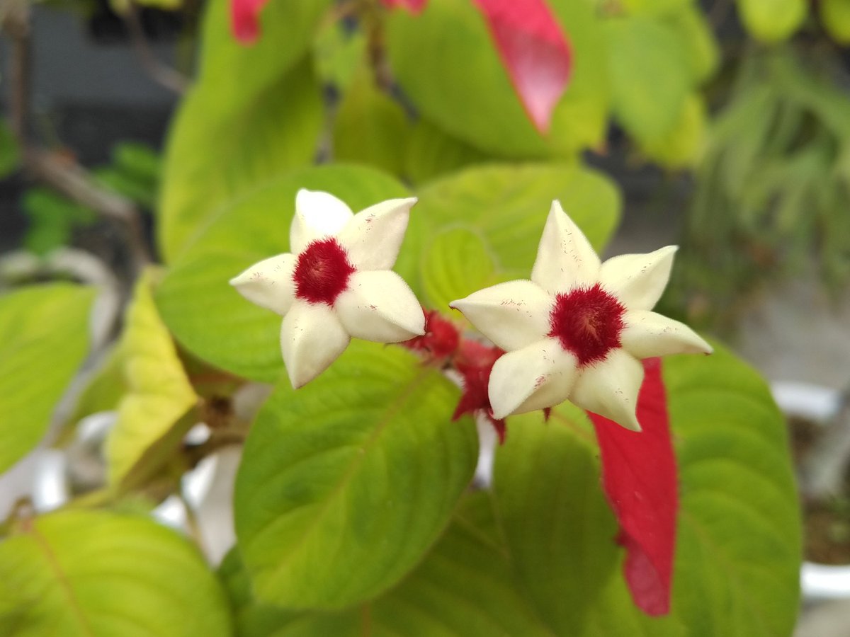 ヒゴロモコンロンカ Mussaenda erythrophylla Schumach. et Thonn.

温室２で開花しています。赤くて大きな萼片が特徴的な、熱帯アフリカ原産の植物です。

#小石川植物園
#アカネ科