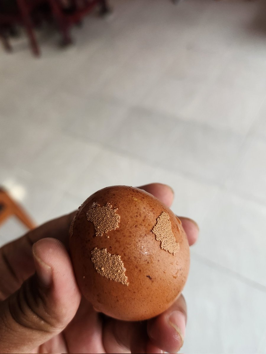 mc_harrom's tweet photo. This egg kills me with my trypophobia https://t.co/b7MiqHV8wq