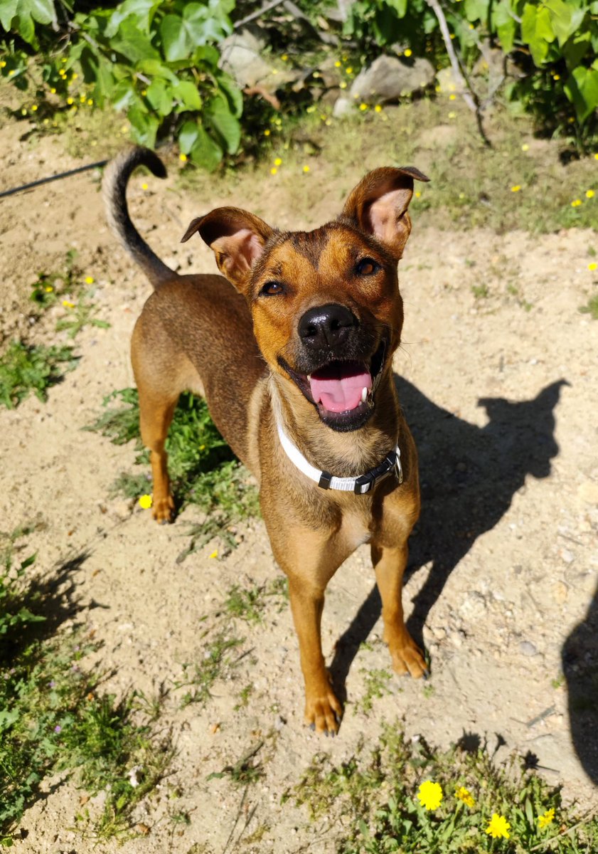 NUEVA VIDA ADOPCIONES tweet media