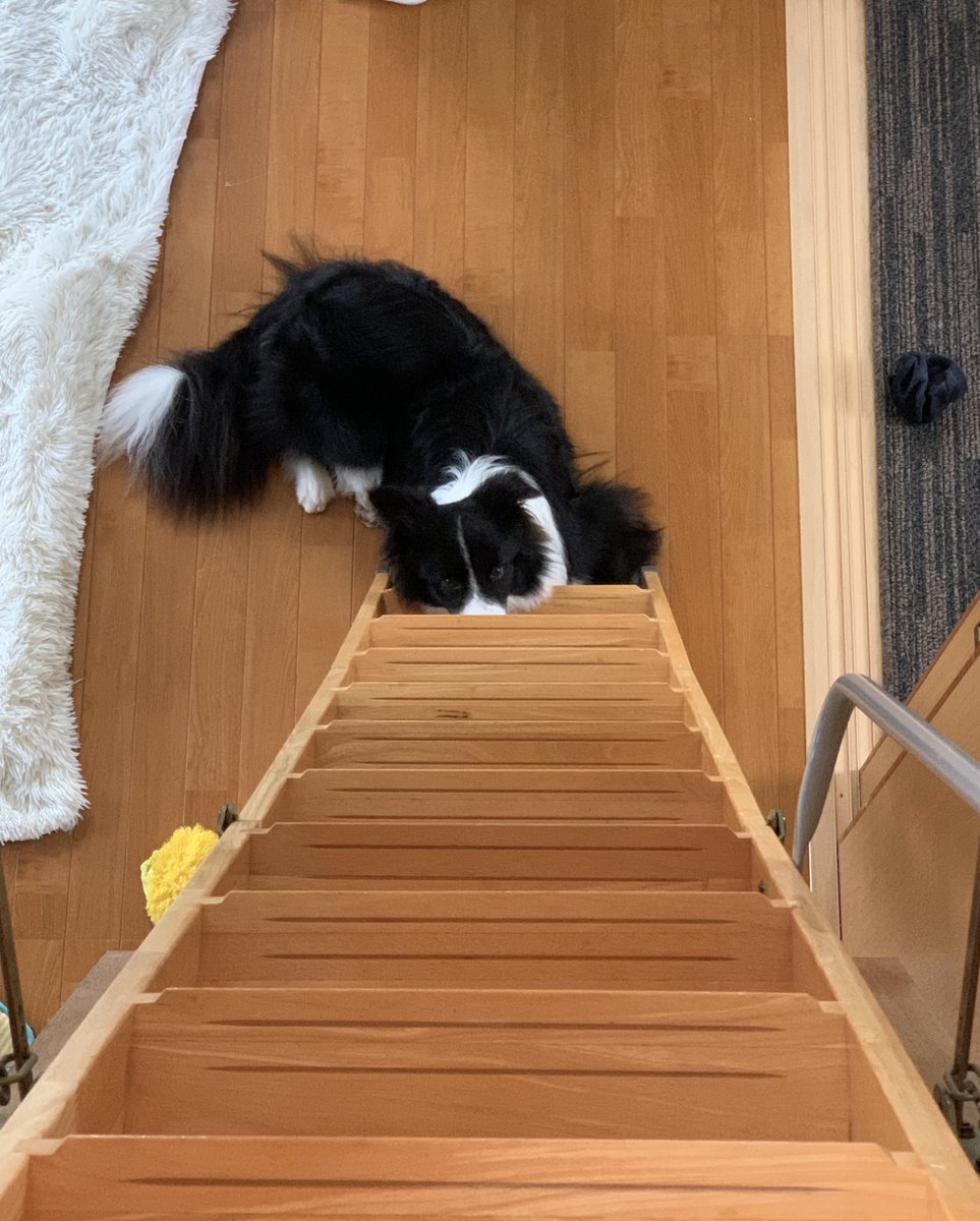 昨日屋根裏部屋で寝て朝起きて
下見たらあさんぽ待ち犬