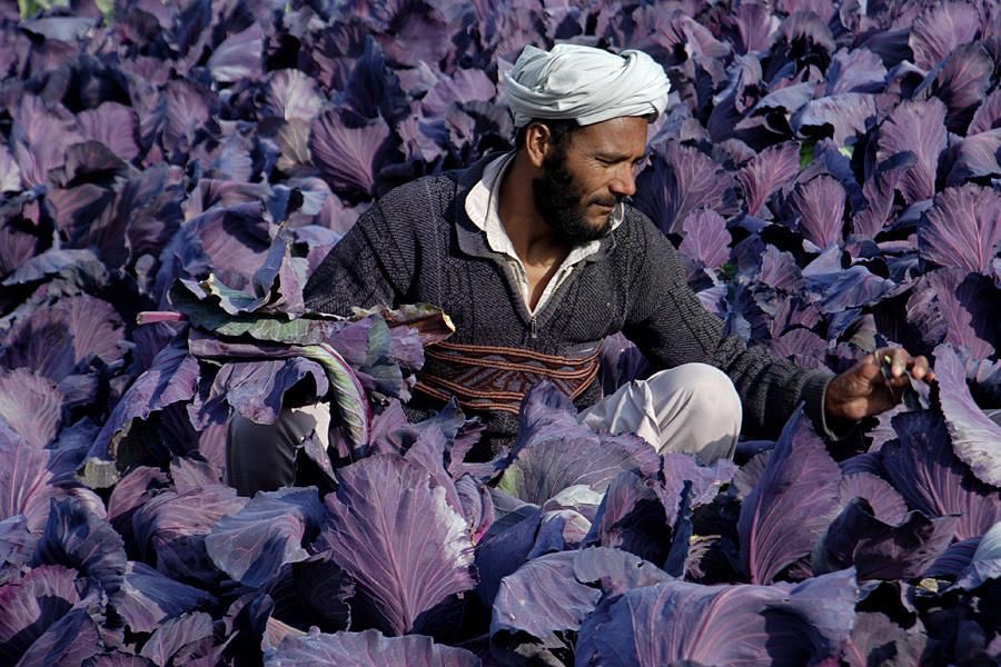 in the fields of mazar
he gathers more than turnips
he gathers pride
in a country that buries it