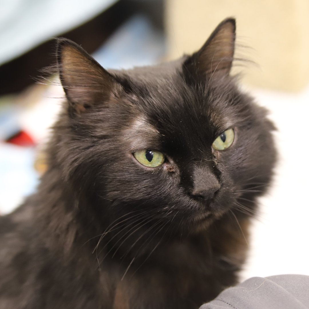 Calgary Humane Society tweet media