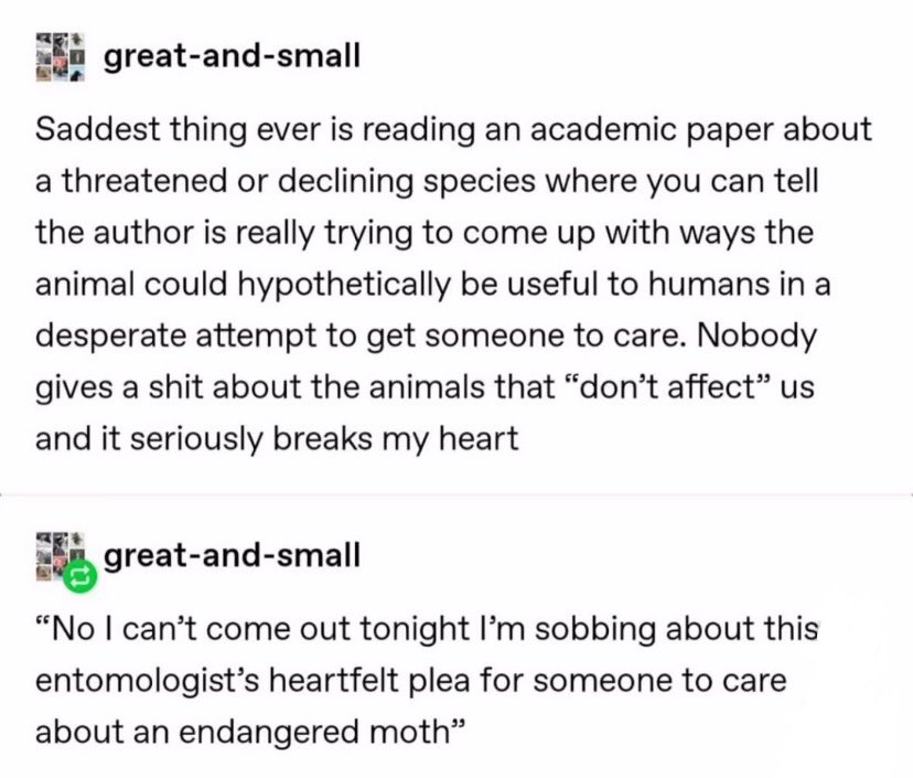 Entomemeology tweet media