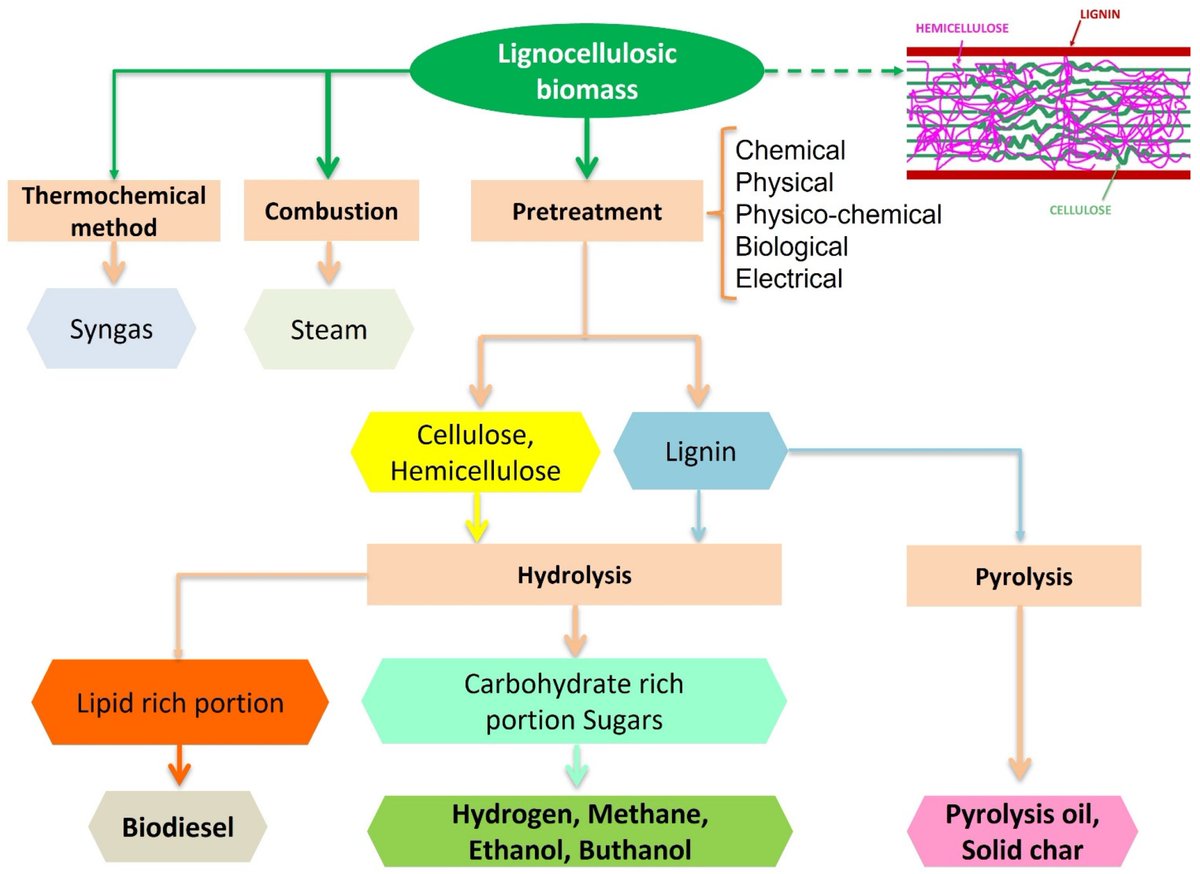 🥳 Highly cited article from the journal Recycling:

"Lignocellulosic Agricultural Waste Valorization to Obtain Valuable Products: An Overview" by Blasi, A. et al.

Read more: mdpi.com/2313-4321/8/4/… 
#lignocellulose #agriculturewaste #recycling