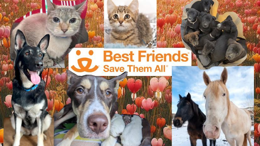 #nipclub Please tip da staff!
Benefits Best Friends Animal Sanctuary.

gofundme.com/f/support-best…