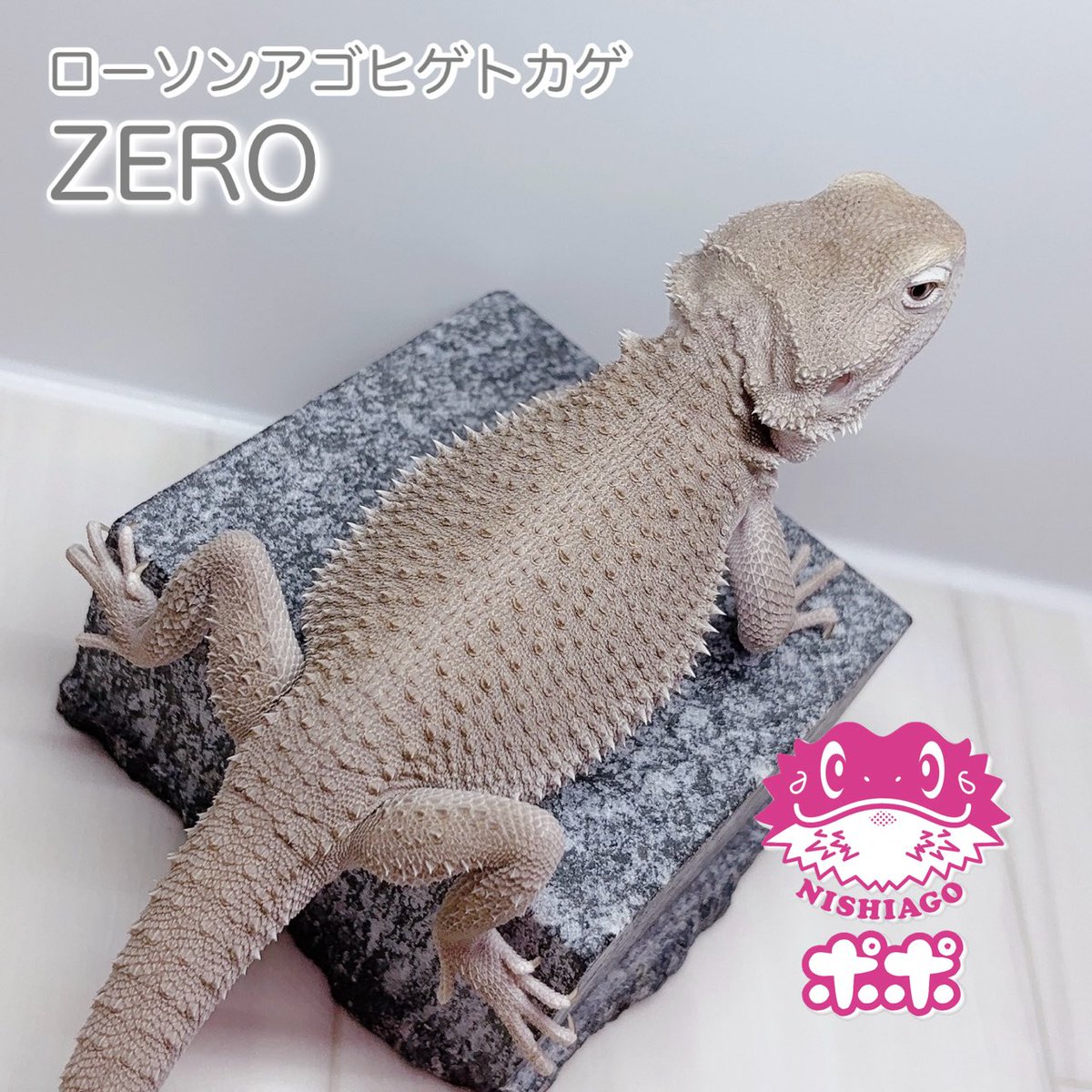 【美品】【匿名配送】ポポのケージ　フトアゴヒゲトカゲ　爬虫類 ☆フトアゴ飼育30フルセット | ポポのケージ