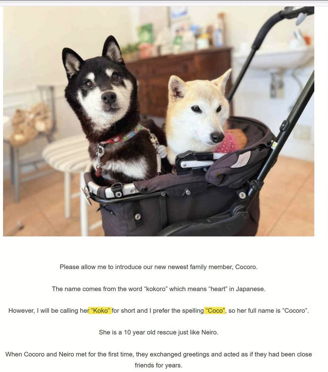 cocoerc's tweet image. Coco - $COCO 

Cocoro&apos;s nickname

Why Coco $COCO ? 
- Kabosu mama mentions coco / koko more than cocoro since it’s cocoro’s nickname. 
- Coco is made for memes, FOUR LETTER TICKER $COCO = $SHIB $DOGE $PEPE. It’s natural and it’s pure.

dextools.io/app/en/ether/p…