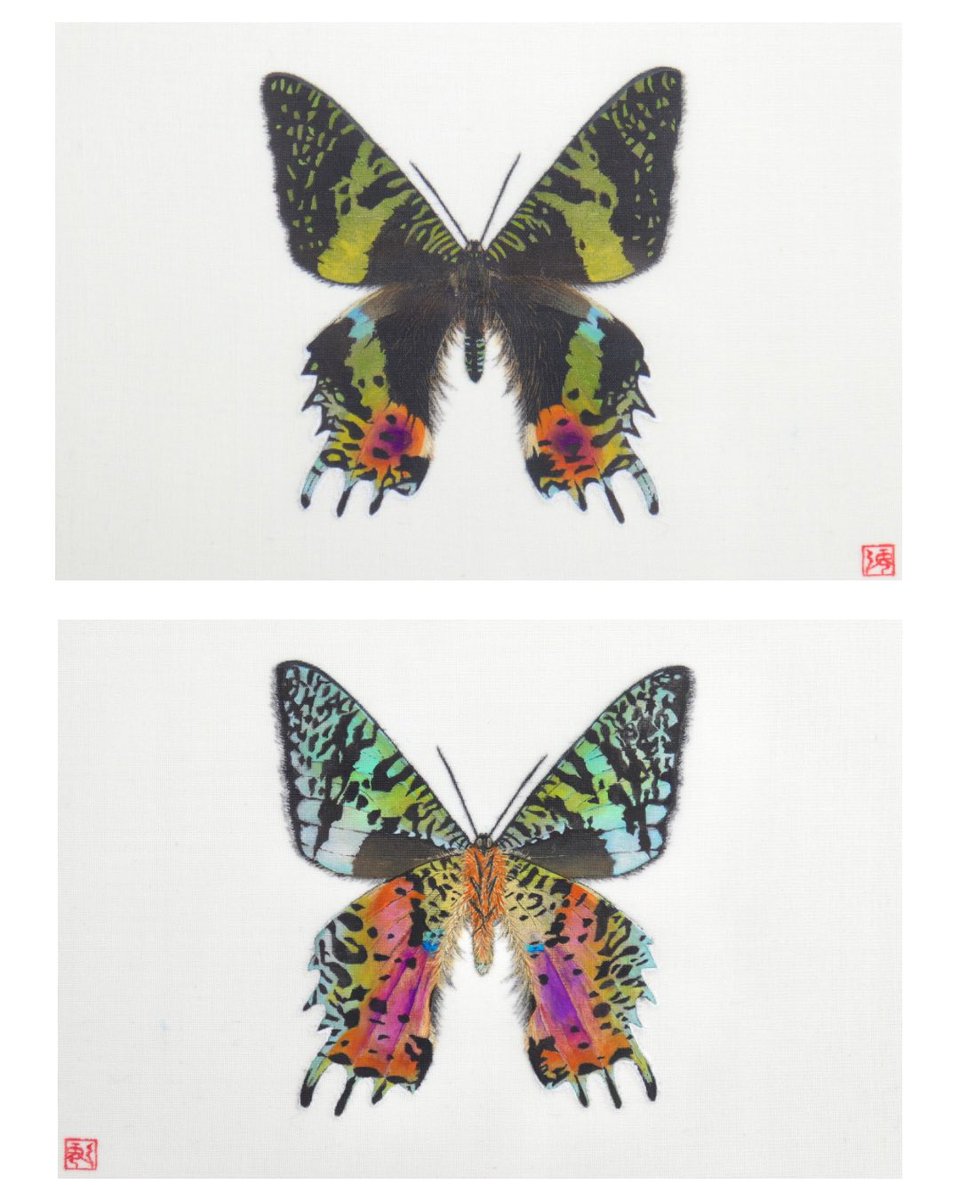 ニシキオオツバメガ