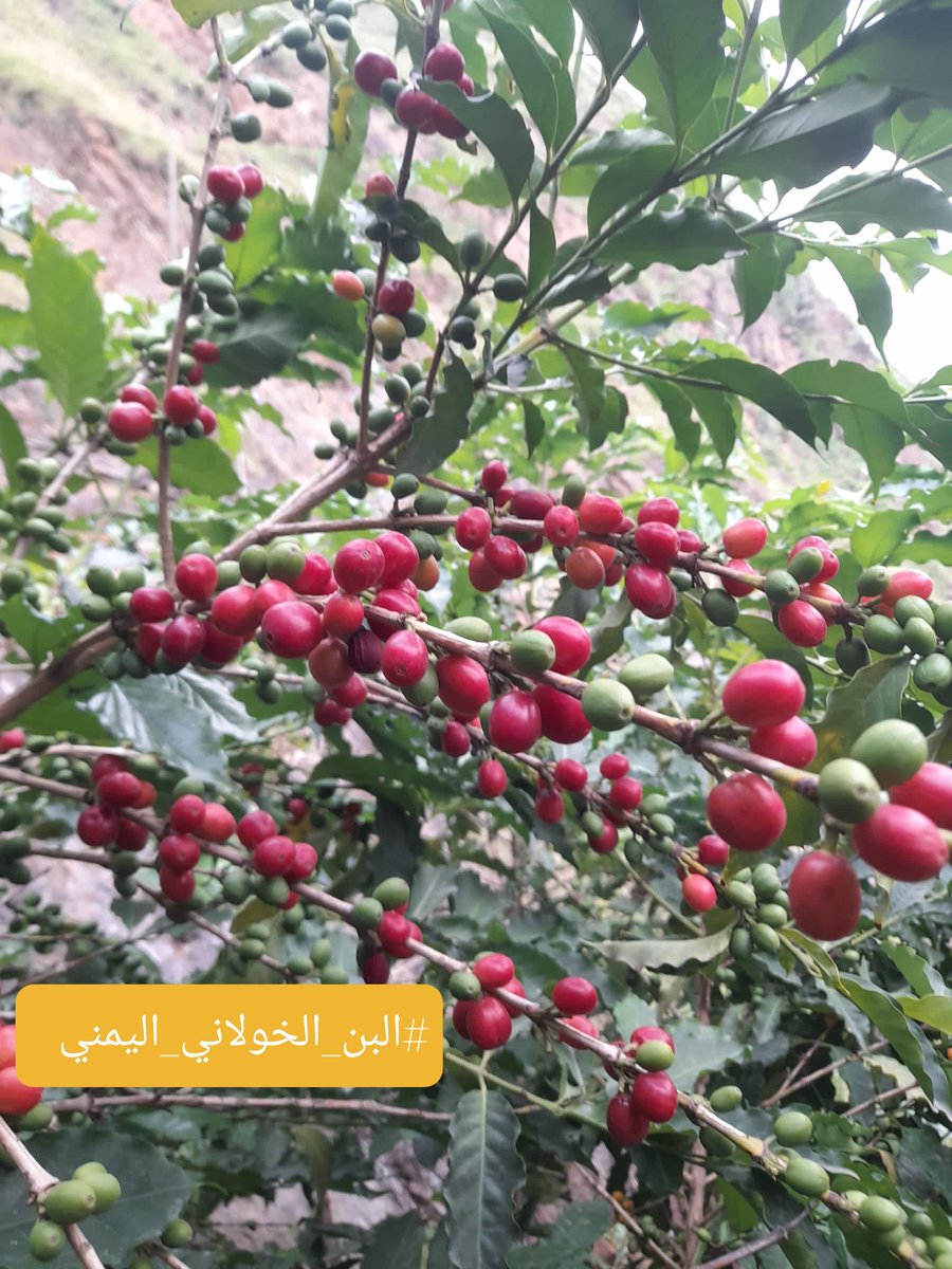 تعود التسمية الشائعة #للبن_العربي(#اربيكا)الى فصيلة #البن_العديني ويكون اكثر استجابة واستقرار في الوديان ،كما يتميز بقدرته على انتاج الفروع حتى عندما يكون محمل بالثمار استعداد للانتاج في الموسم المقبل اكثر من غيره من الاصناف.