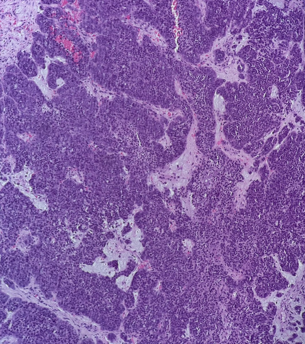 Bruno Sedassari, DMD, PhD tweet media