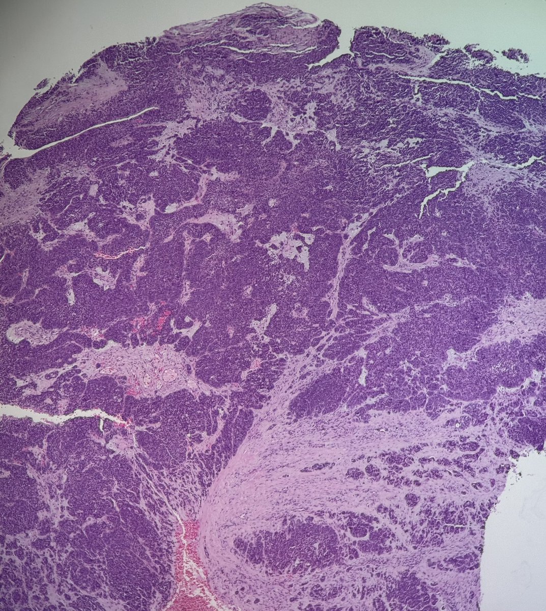 Bruno Sedassari, DMD, PhD tweet media