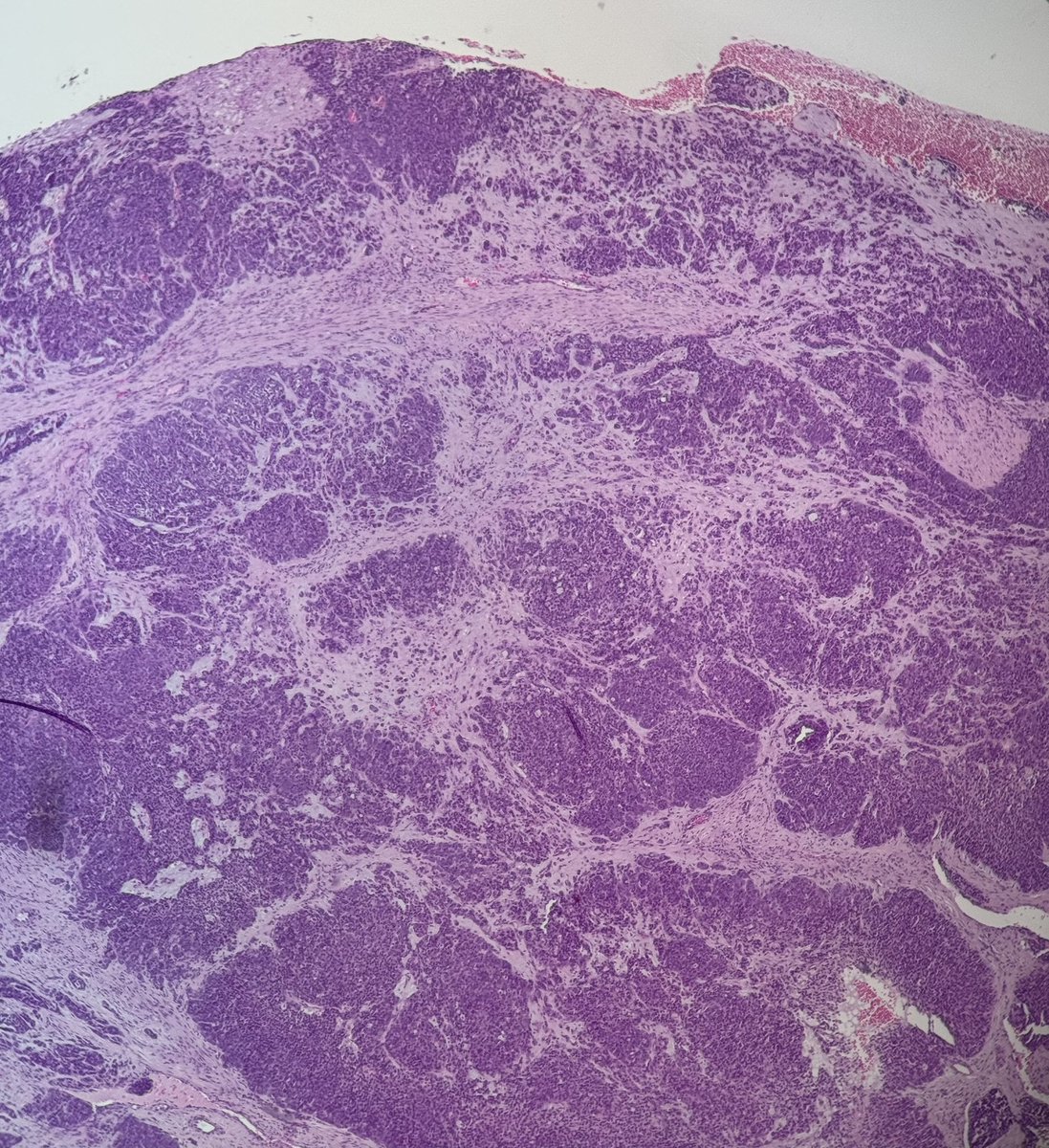 Bruno Sedassari, DMD, PhD tweet media