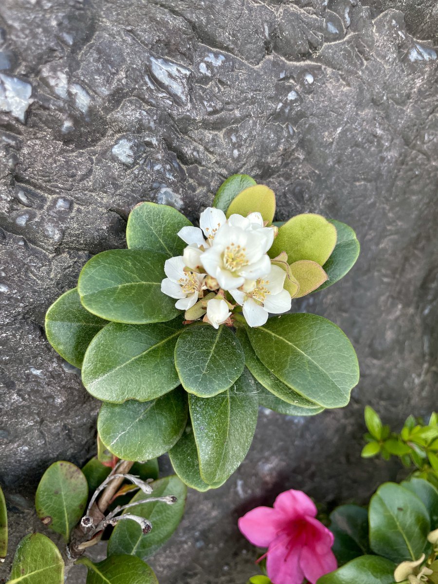 💐ウォーキングで出会ったお花 💐

岩場に咲くタチシャリンバイです⛰️

タチシャリンバイの花言葉💐
『愛情』、『清らかな心』

白い花びらと葉の緑の対照が美しい🧐

いつもお花に感謝🙏ありがとう💝

#タチシャリンバイ #ウォーキング #ArigatoEarth #Arigato地球