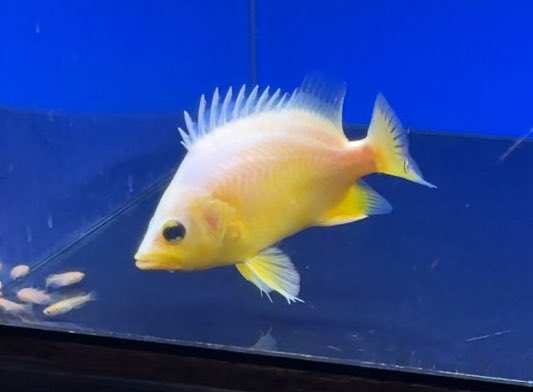 横浜のお客様にプラチナ蛍光イエローご成約頂きました！！

この魚は本当に魅力がたっぷり詰まってます！

そして謎に包まれた魚！

未知の世界。

ワクワクもあるし、不安もある。

そこを突っ込んでく男気がめちゃくちゃカッコイイ！

また1つ、レイスの歴史に新たな1ページが刻まれる。