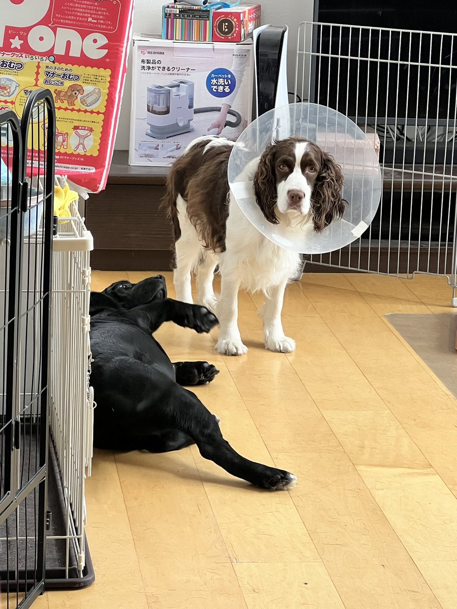 sora_mak's tweet photo. 昨日エマの避妊手術が無事に終わりました🥹
ちょっと元気が無いような顔🐶
エマ似の子供は出来なかったけど長生きの為だょ！
心配するねねとカイ？ﾎﾝﾄﾆ

#Labradinger https://t.co/w022gkqbKg