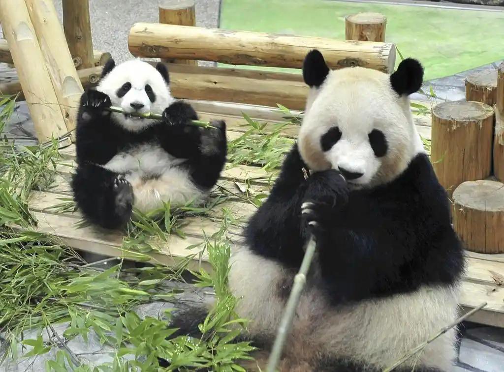 和歌山でお世話になった4頭のパンダ「良浜」「結浜」「彩浜」「楓浜