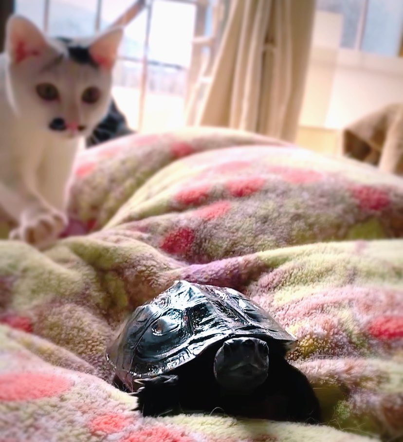 sen10teto's tweet photo. #WorldTurtleDay
#世界亀の日

21匹の猫と暮らす亀
【クサガメのジョジョ】🐢 https://t.co/tksnpprF7U