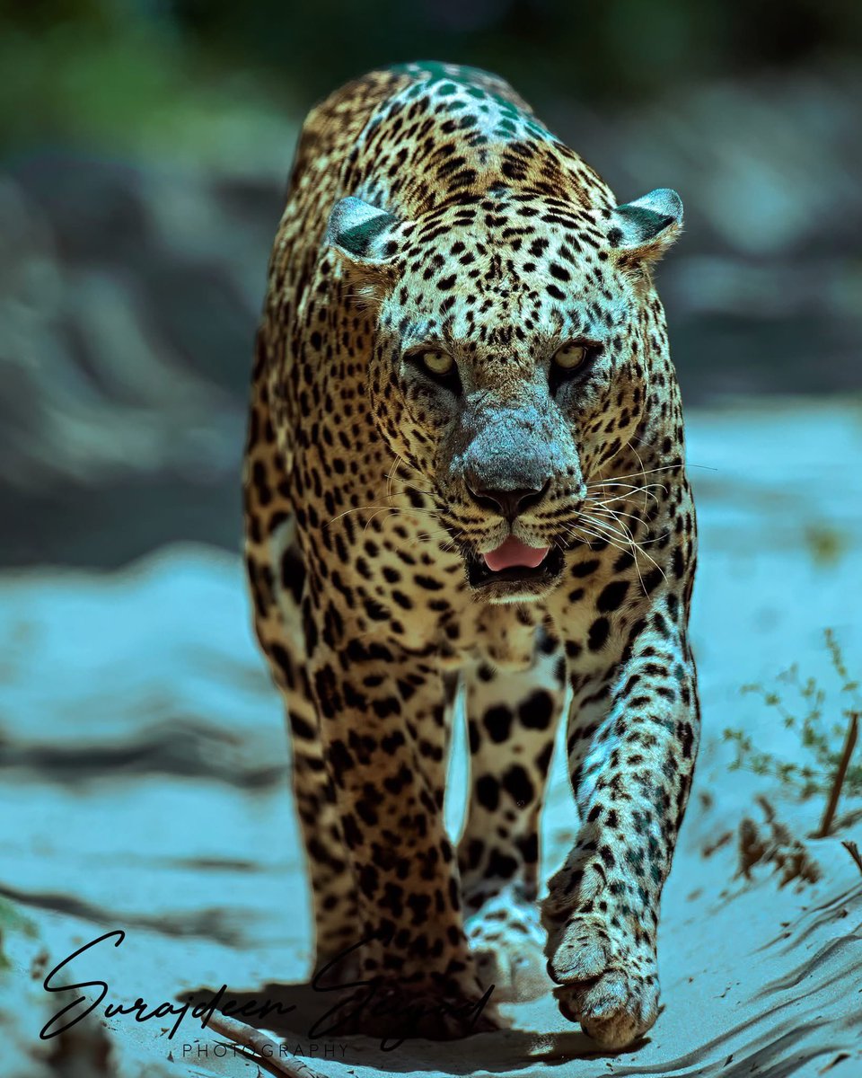 Alfa Male at Wilpattu National Park Sri Lanka
#visitsrilanka #srilankatrip #srilanka #wildlifephotography #leopard <a href="/CanonUSA/">CanonUSA</a>