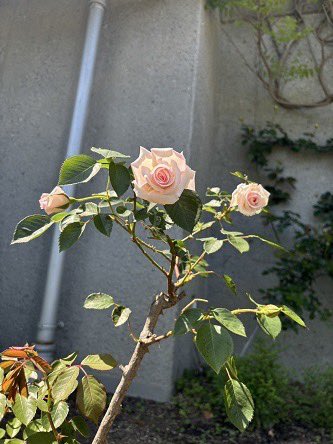 Daito Bunka University Beatrix Potter Reference Library in Higashimatsuyama City, Japan. 

Thanks to Beatrix Potter Society Member Yoshie and the staff at the library, we have pictures of the Beatrix Potter Rose in bloom. 

daito.ac.jp/potter/