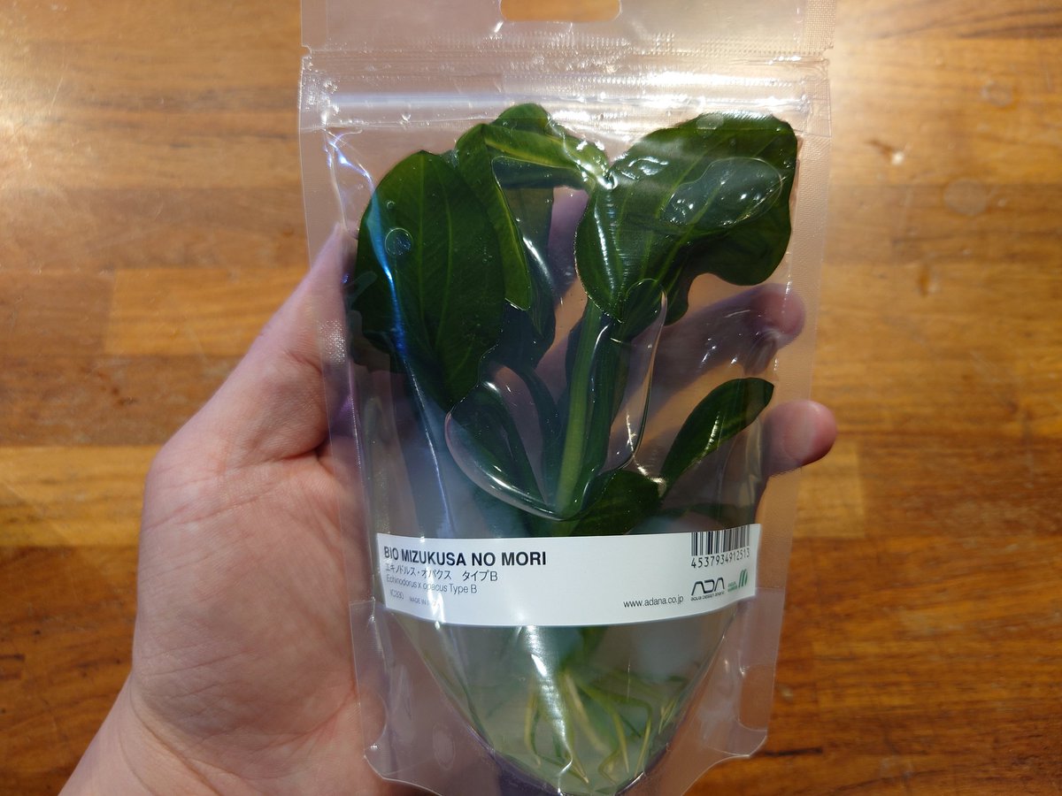 ADA社BIOみずくさの森から エキノドルス・オパクス タイプA